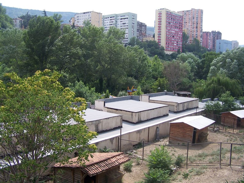 Tiger resting at Tbilisi Zoo — 2