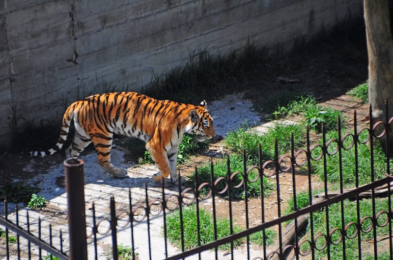 Tiger resting at Tbilisi Zoo